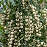 White Cherry Tomato Live Plant 4-7 Inch Tall, 4 Inch Pot