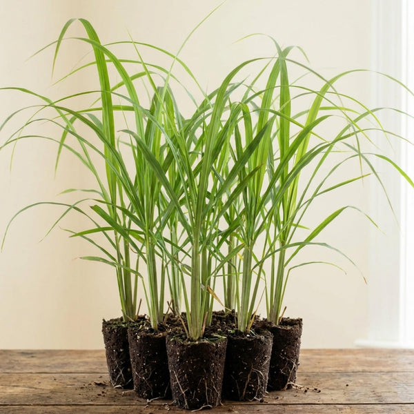 8 Lemongrass Live Plants, Indoor Outdoor Plant, 4-6 Inch Tall