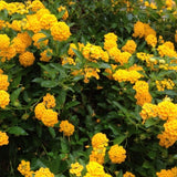 Set 2 Gold Lantana Live Plant 4-6 Inches Tall