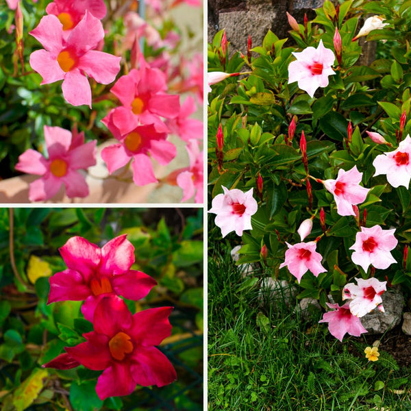 2 Mix Random Live Mandevilla Plants, Live Starter Plant, 4-8 Inch Tall
