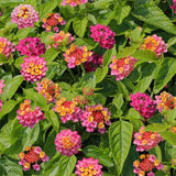 2 Athens Rose Lantana Live Plants, Lantana Flower Plant, 4-7 Inch Tall