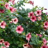 2 Pink Live Allamanda Plants, 4-7 Inch Tall, Fragrant Fowers for Growing