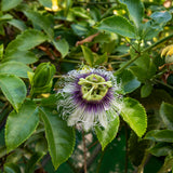 Purple Passionfruit Plant, Passion Fruit Plant Live, 4-6 Inch Tall