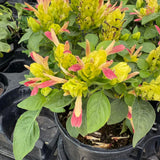2 Variegated Live Shrimp Plants, Home Garden Plant, 4-7 Inch Tall