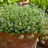 2 Thyme Live Plants, Outdoor Garden Plant, 4-6 Inch Tall