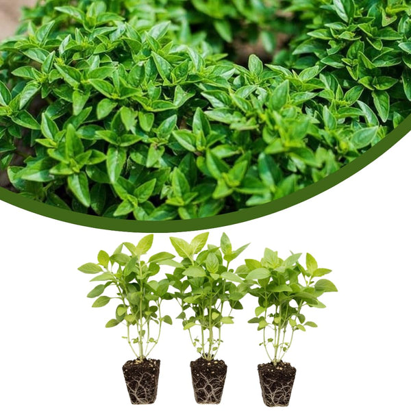 3 Sweet Greek Basil Plants Live, Ready to Grow Plant, 3-6 Inch Tall