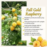 2 Yellow Live Raspberry Plants, Home Garden Plant, 4-6 Inch Tall