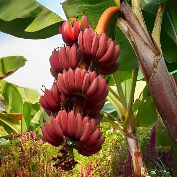 Zebrina Banana Plant Live, Starter Plant, 4-6 Inch Tall