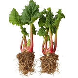 2 Rhubarb Live Plants, Patio Container Plant, 3-5 Inch Tall