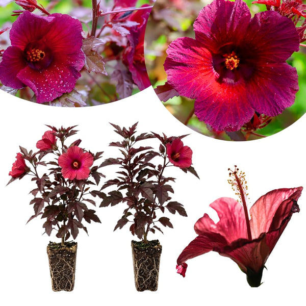 2 Hardy Cranberry Hibiscus Plant Live, Tropical Flower Shrub, 4-6" Tall