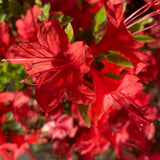 Red Azalea Flower Plant, 5-10" Height