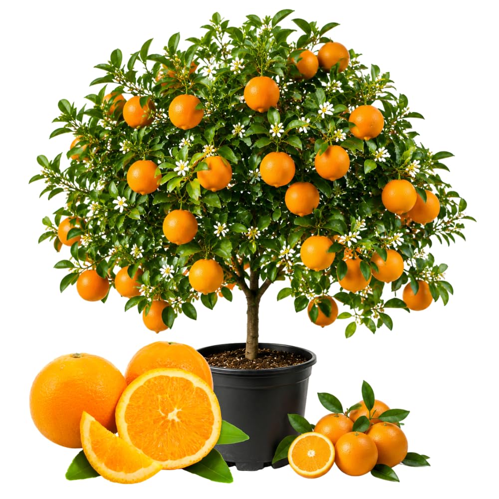 Valencia Orange Tree, Orange Citrus Fruit Tree, 1 Gallon Pot
