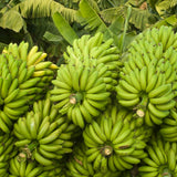 Grand Nain Banana Plant Live, Sweet Fruit Banana Tree 4-7 Inch Tall