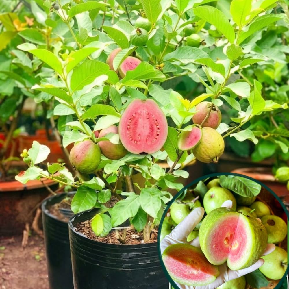 Pink Guava Tree Live Plant, Live Fruit Tree, 7-9 Inch Tall