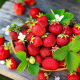 2 Red Strawberry Plants Live, Outdoor Garden Berry Plant, 4-6 Inch Tall