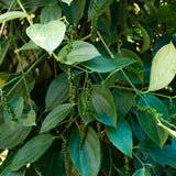 Live Black Pepper Plant, Patio Container Plant, 4-6 Inch Tall