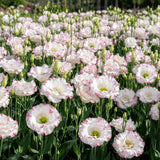 White Pink Lisianthus Plant, Eustoma Lisianthus Flowers in Plug, 3-5'' Tall