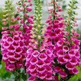 6 Pink Foxglove Live Plants, 2-6 Inch Tall, 3 Inch Pot