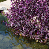 4 Purple Wandering Jew Live Plants, Indoor Houseplant, 4-8 Inch Tall