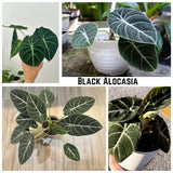 2 Black Alocasia Live Plants, Indoor Outdoor Plant, 4-6 Inch Tall