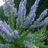 3 Rosemary Live Plants, Rosemary Plant, Live Starter Plant, 4-6 Inch Tall