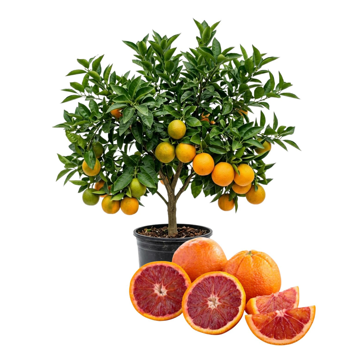 Red Navel Orange Fruit Tree Live, Citrus Plant, 1-2 Ft Tall, Gallon Pot