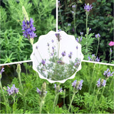 2 Blue Lavender Live Plants, Starter Plant, 4-7 Inch Tall