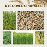 3 Lb Rye Cover Crop Seeds for Planting, Heirloom Garden Seeds