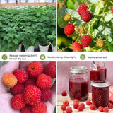 2 Red Raspberry Live Plants, Home Garden Plant, 4-6 Inch Tall