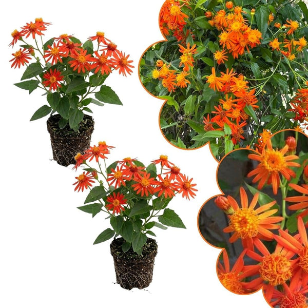 2 Mexican Flame Vine Live Plants, 4–7" Tall