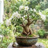 White Desert Rose Plant Live, Succulent Houseplant, 4-7 Inch Tall