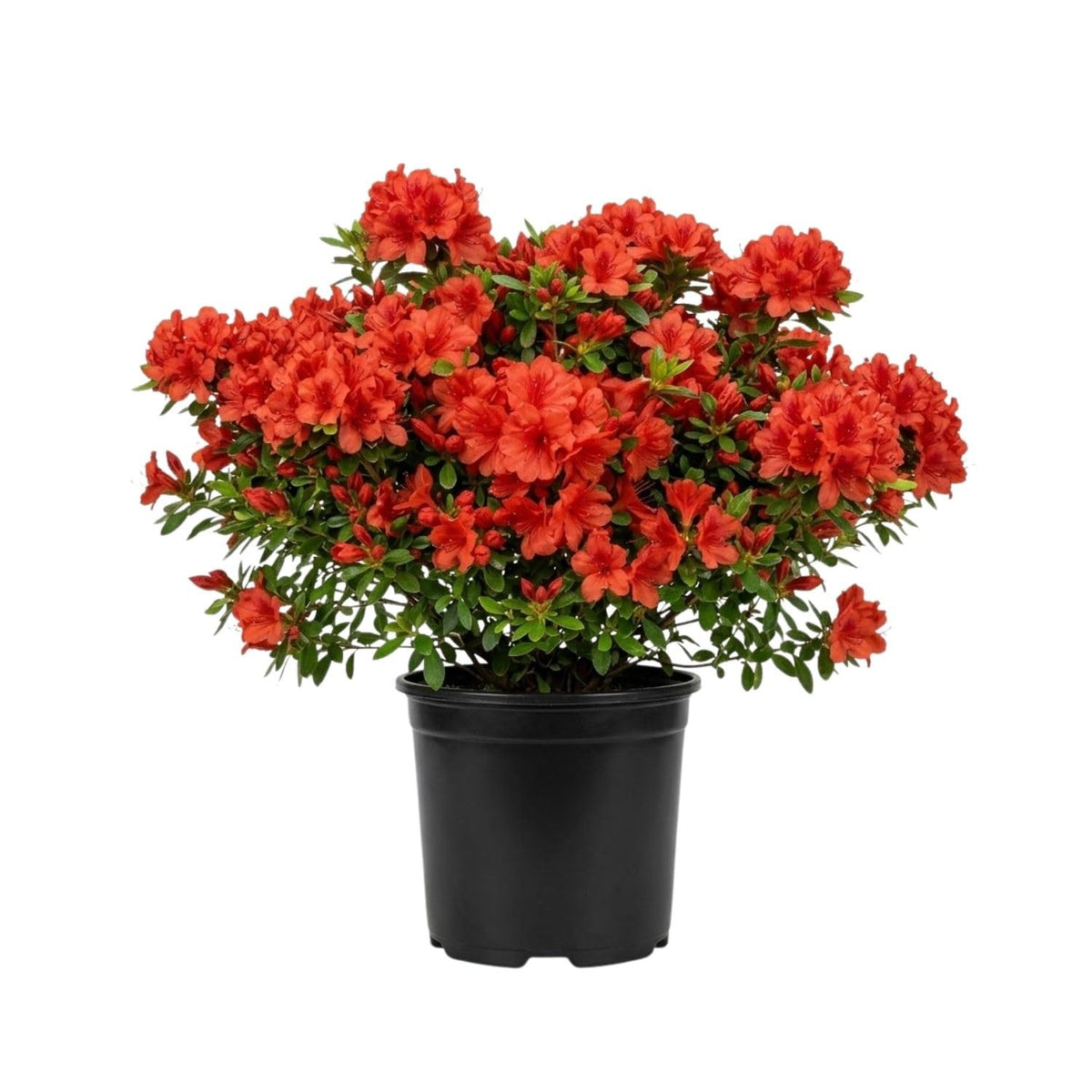 Red Azalea Flower Plant, 5-10" Height