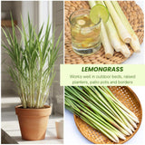 2 Lemongrass Live Plants, Outdoor Garden Plant, 4-6 Inch Tall