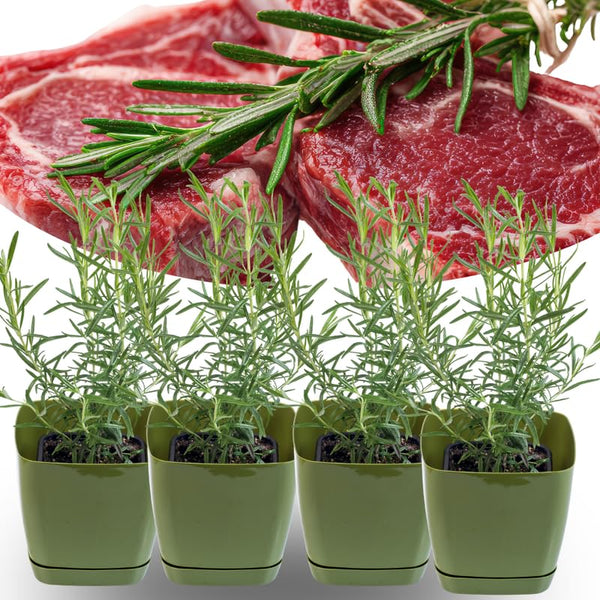Sets 4 Rosemary Plants Live 4-7 Inches in Tall, No Pot, Fast-Growing, Fragrant Fresh Herb Plants for Outdoor Garden, Patio, or Container Planting (High-yielding)