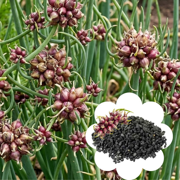 200 Walking Onion Seeds, Indoor Outdoor Plant, Cold Hardy Perennial Onion