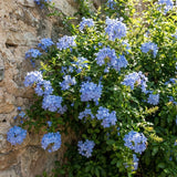 3 Blue Plumbago Live Plant, Flower Bush Vine Plant, 4-6 Inch Tall