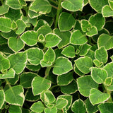 3 Variegated Cuban Plants Live, Indoor Outdoor Plant, 4-5 Inch Tall