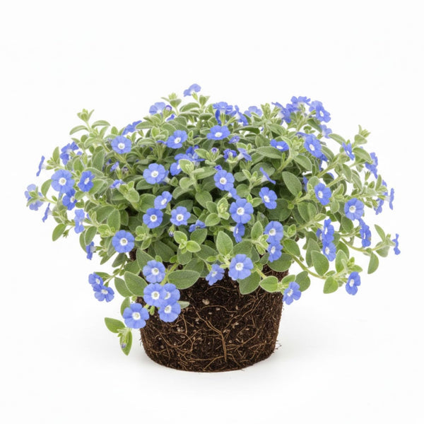 3 Blue Live Evolvulus Plants, Starter Plant, 4-6 Inch Tall