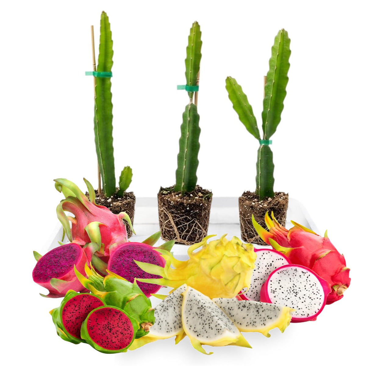 3 Random Dragon Fruit Plants Live, No Pot, 3-6 Inches Tall Tropical Cactus Live Plant, Sweet Edible Fruit for Outdoor Planting, Hardy and Well-Rooted