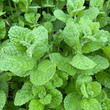 2 Apple Mint Live Plants, 4-5 Inch Tall