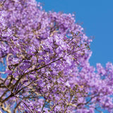Set 2 Jacaranda Tree Live Plant 8-10 Inches Tall