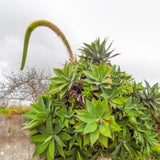Attenuata Agave Live Plant, Pointed Leaf Succulent, 4-6 Inch Tall