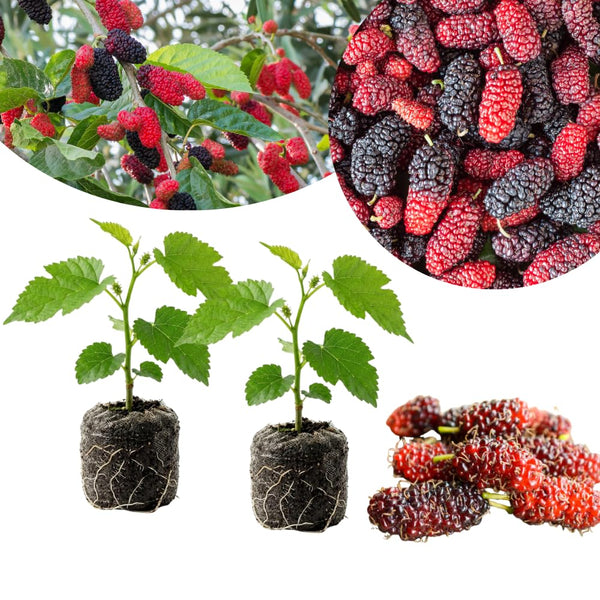 2 Illinois Everbearing Mulberry Tree Live Plant, Edible Fruit, 6-8" Tall