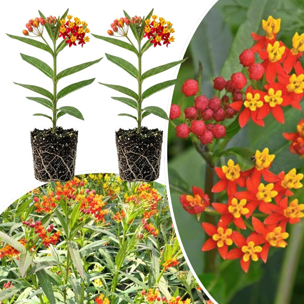 2 Red Milkweed Live Plants, Hardy Garden Plant, 4-6 Inch Tall