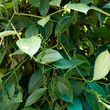 Live Black Pepper Plant, Patio Container Plant, 4-6 Inch Tall