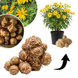 8 Oz Sunchoke Tubers, Sunchoke Roots for Planting