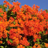 2 Orange Mexican Flame Live Plants, 4-6 Inch Tall