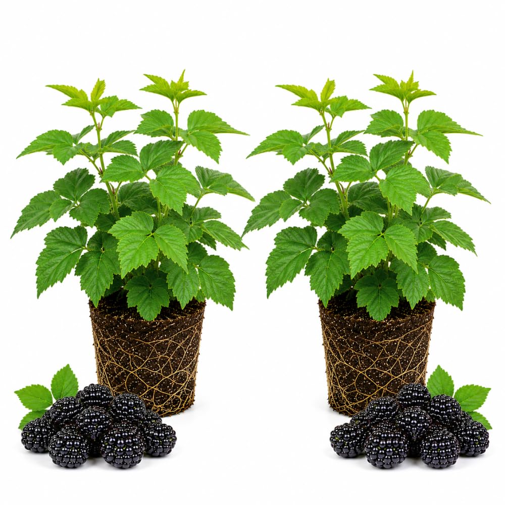 2 Osage Blackberries Plant Live, Sweet Fruit, 4-7 Inch Tall