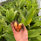 10 Yellow Turmeric Roots, Indoor Outdoor Plant
