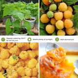 2 Yellow Live Raspberry Plants, Home Garden Plant, 4-6 Inch Tall